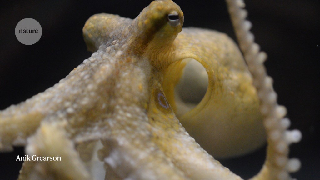 How octopuses taste with their arms