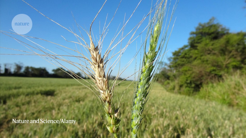 Wheat disease’s global spread concerns researchers