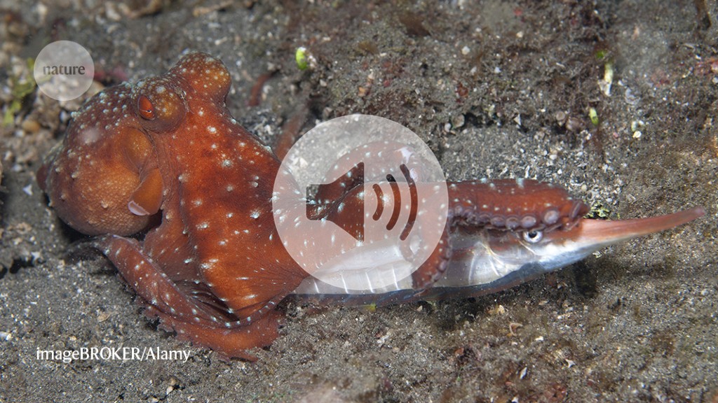 Octopuses hunt by ‘tasting’ with their suckers