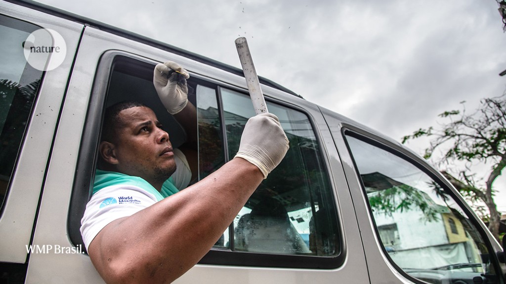 Massive mosquito factory in Brazil aims to halt dengue