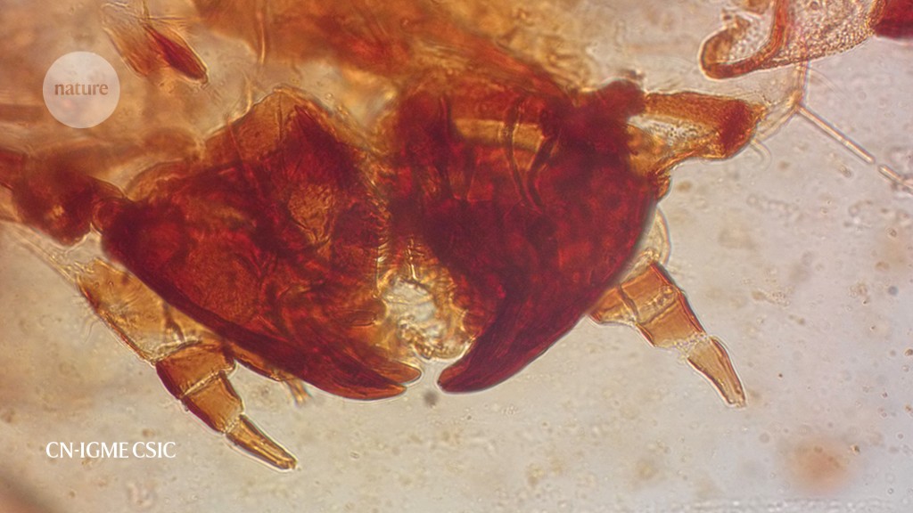 Amber reveals beetles with a fluffy diet: dinosaur feathers