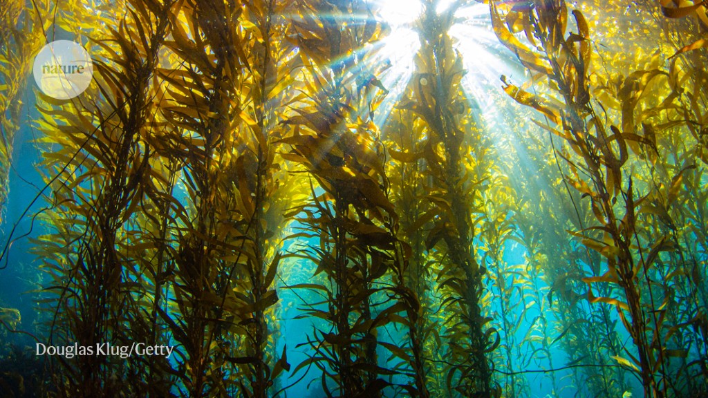 Why Earth’s giant kelp forests are worth $500 billion a year