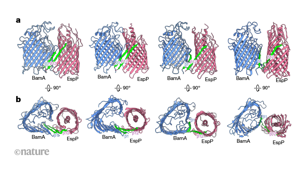 Step-by-step assembly of a β-barrel protein in a bacterial membrane