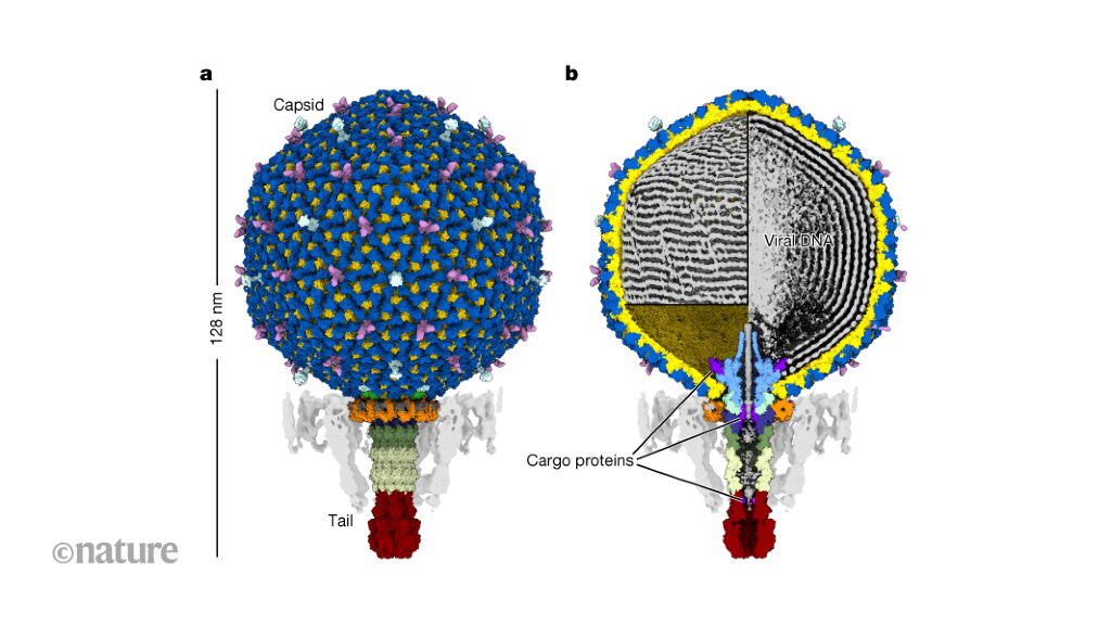 Structure of the most abundant human gut virus