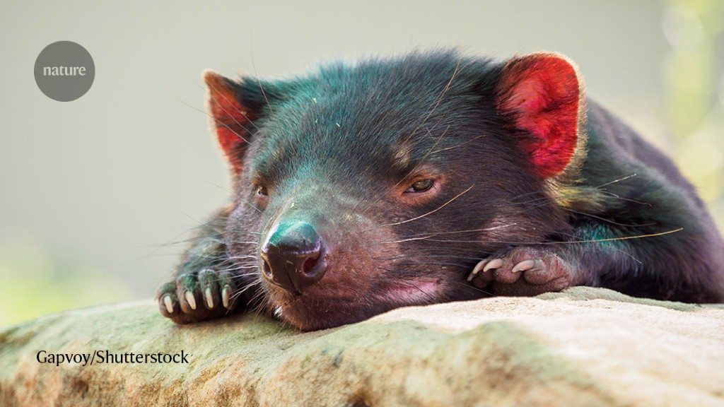 Tasmanian devils’ contagious cancers sequenced for first time