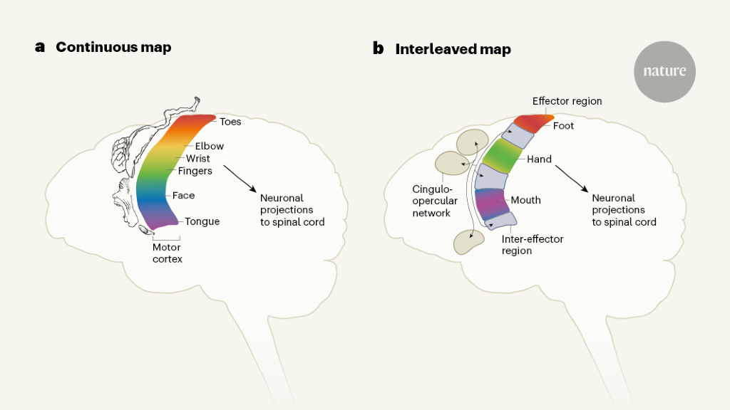 A redrawn map for the human motor cortex