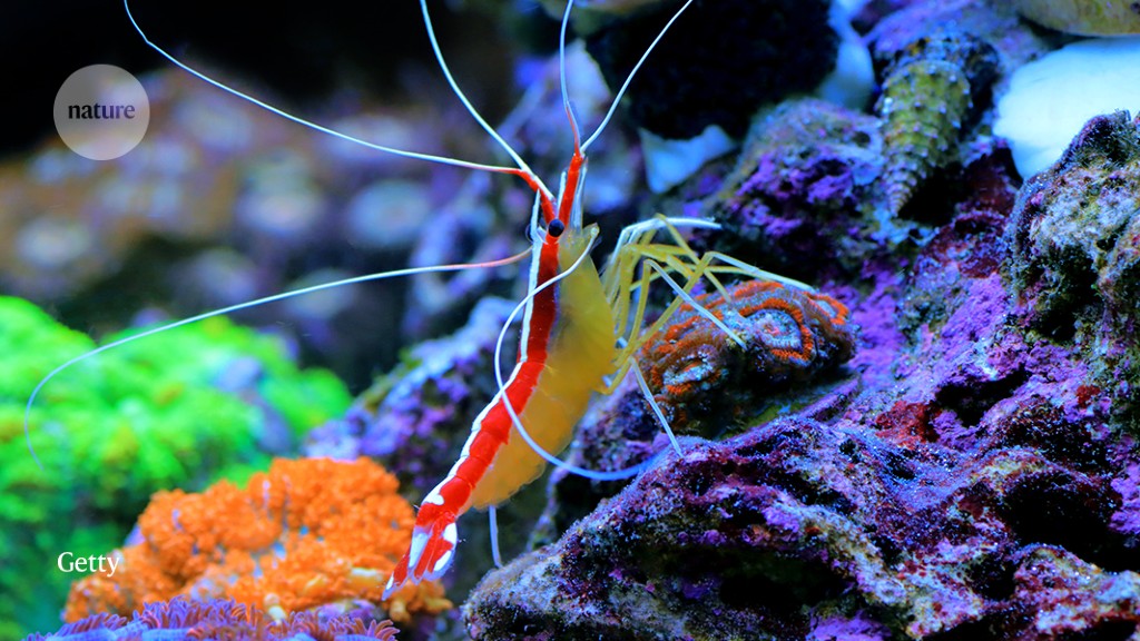 How this shrimp gets its brilliant white stripe