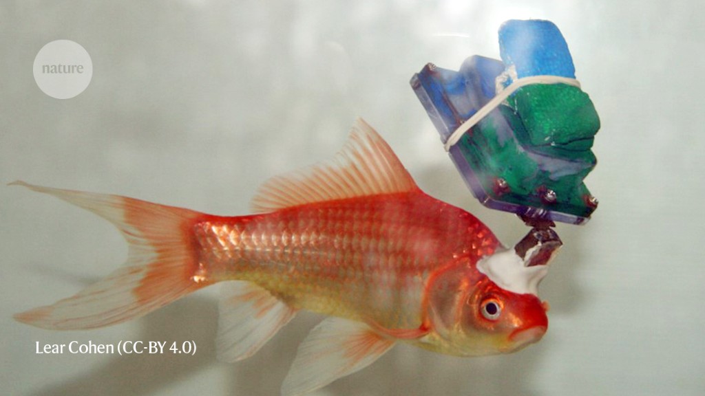 Goldfish headgear reveals secrets of fish navigation