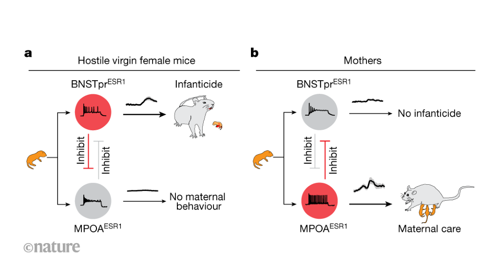A battle between neural circuits for infanticide and maternal-care behaviours