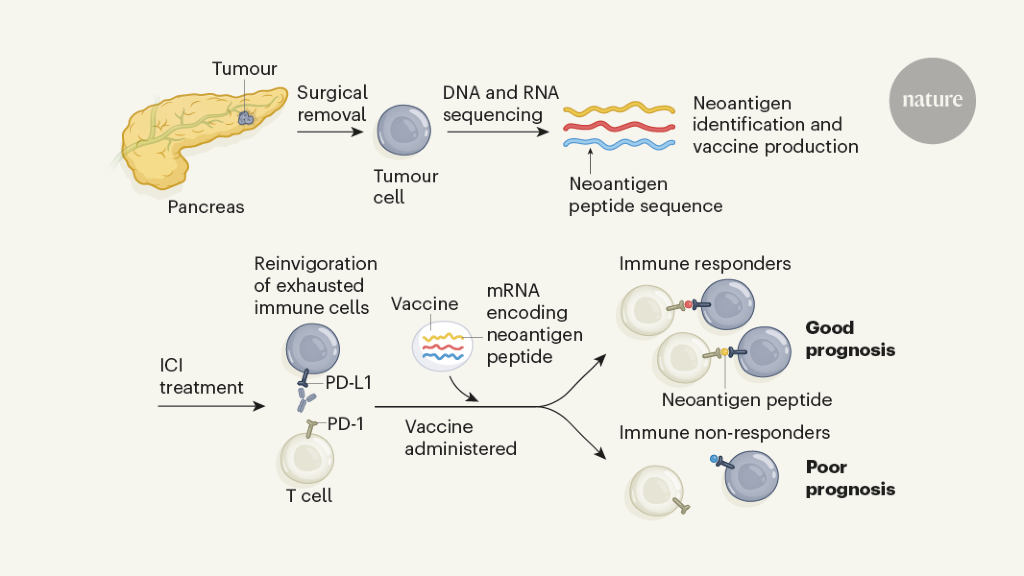 Vaccine boosts T cells that target pancreatic tumours