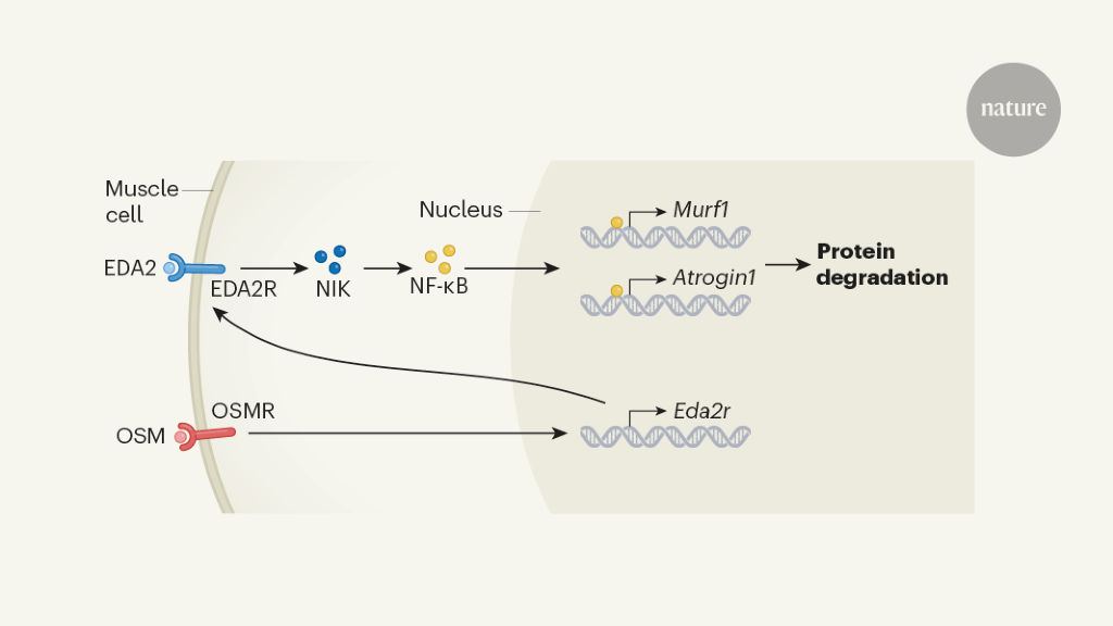 Molecular basis for muscle loss that causes cachexia