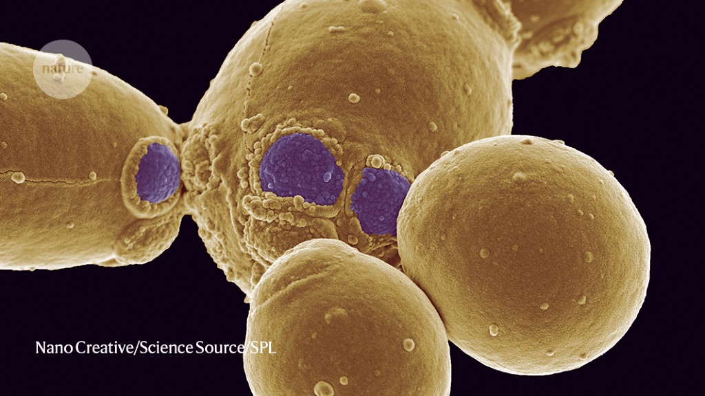 How to halt an infectious yeast’s stealthy spread