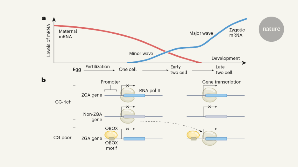 Sleeping embryonic genomes are awoken by OBOX proteins