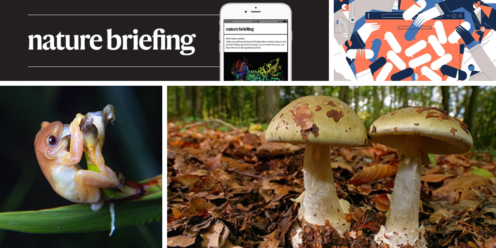 Daily briefing: CRISPR points to an antidote for death cap mushrooms