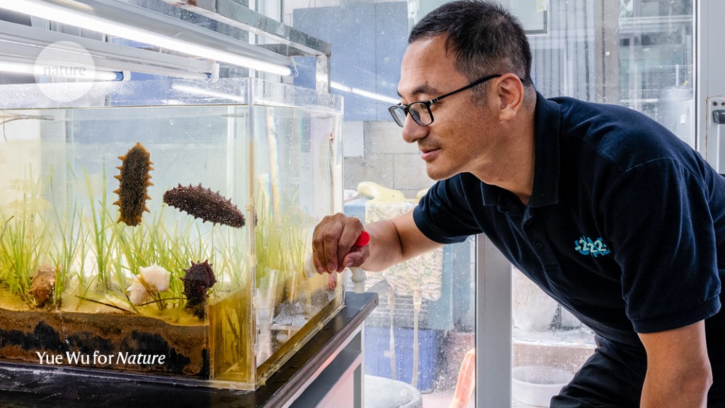 Ranching sea cucumbers to repair the oceans — and improve human health