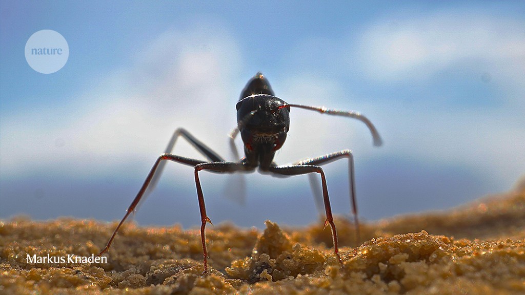 These hardy ants build their own landmarks in the desert