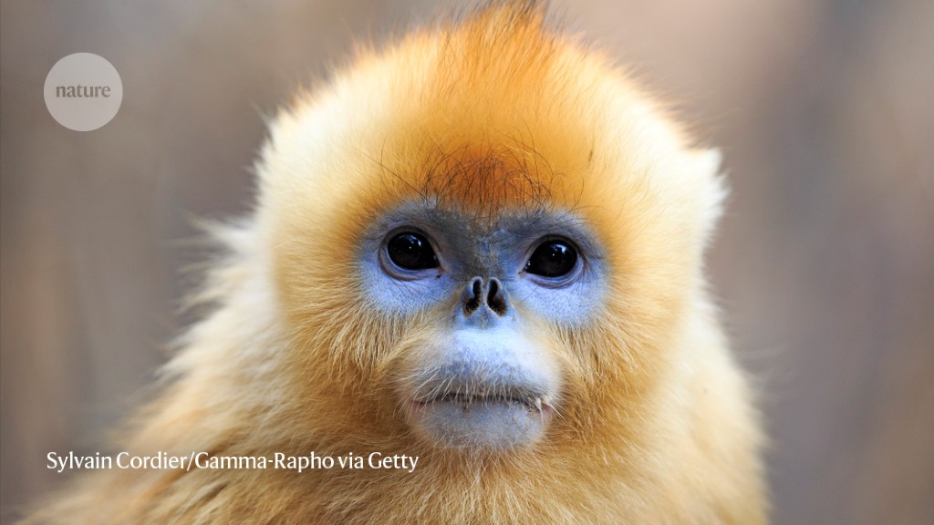 Biggest ever study of primate genomes has surprises for humanity