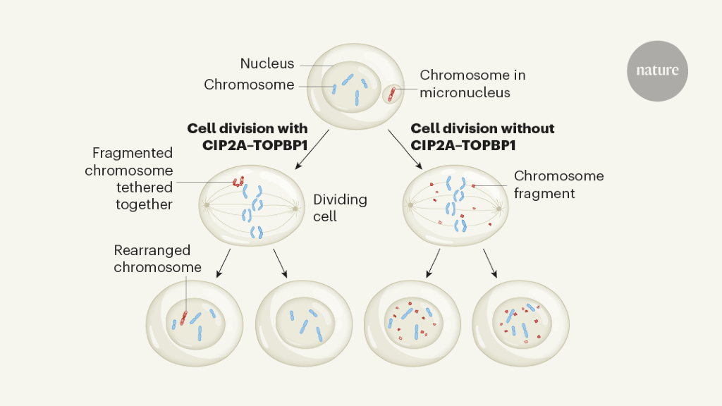 A mitotic glue for shattered chromosomes