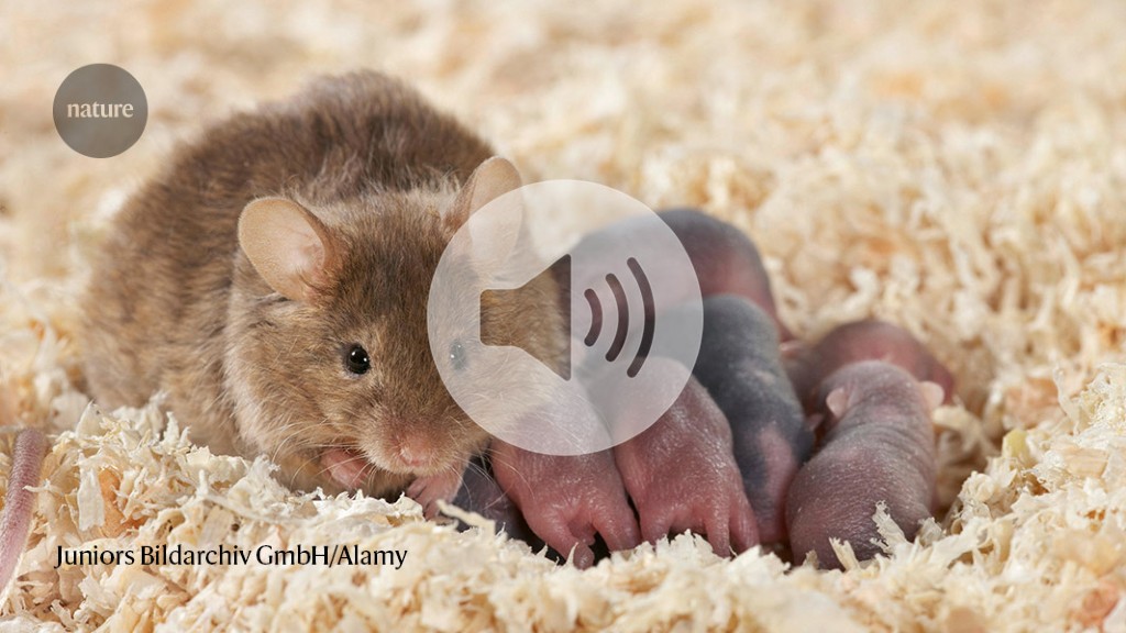 A brain circuit for infanticide, in mice