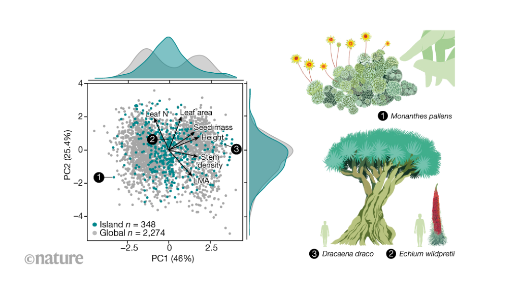 A picture of plant functional diversity on an oceanic island