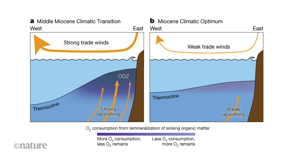 World’s largest ocean ‘dead zone’ was well oxygenated during past warm period
