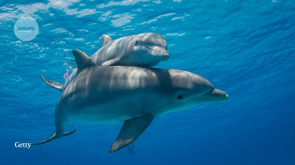 Dolphin mums whistle ‘baby talk’ with their calves