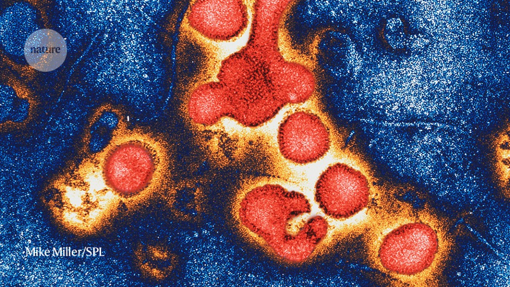 Mini-antibodies given mighty powers can stave off influenza