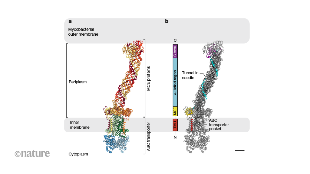 Structure sheds light on a lipid-transport machine in mycobacteria