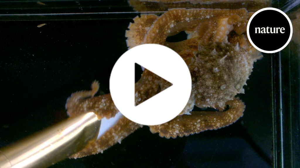First glimpses inside octopus’s sleeping brains reveals human-like patterns