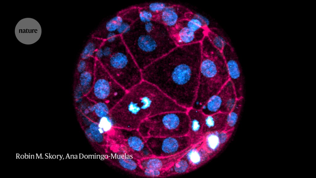 Developing human embryos imaged at highest-ever resolution