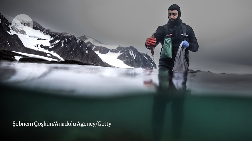 I sample Antarctica’s seaweed to improve human health