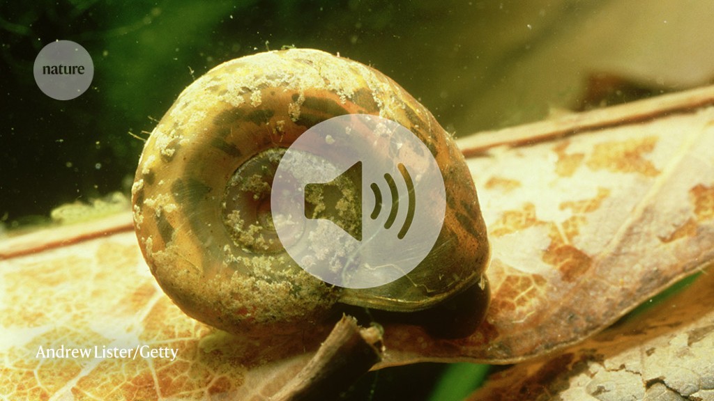 Disrupting snail food-chain curbs parasitic disease in Senegal