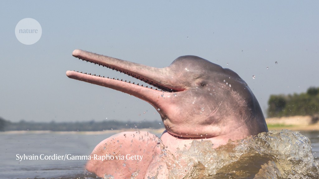 AI helps scientists to eavesdrop on endangered pink dolphins