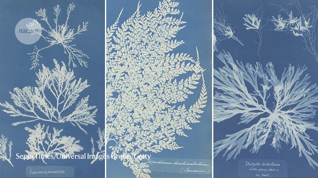 pioneering botanical photographer who captured algae and ferns in ghostly blue photographs