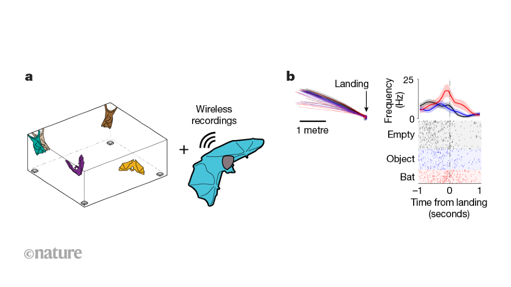 Peering into bats’ brains as the animals fly and feed together