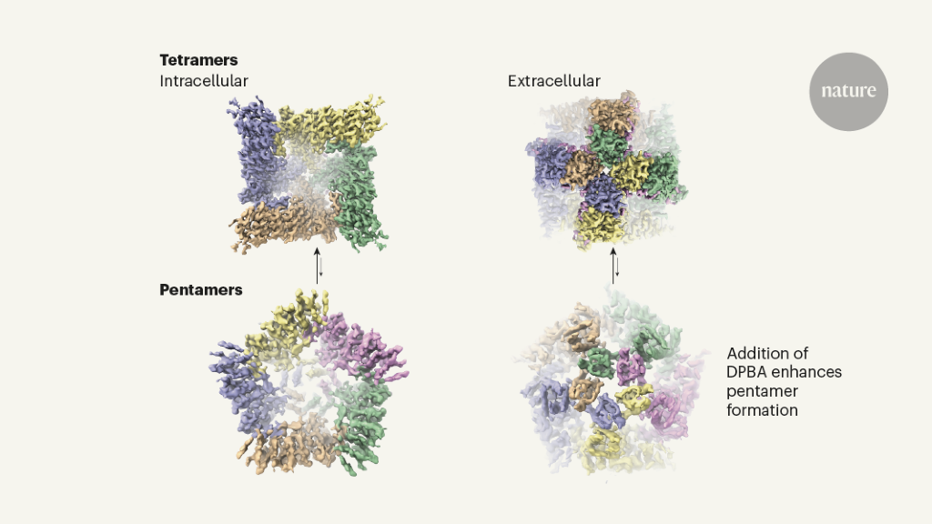 Dynamic ion channel defies dogma