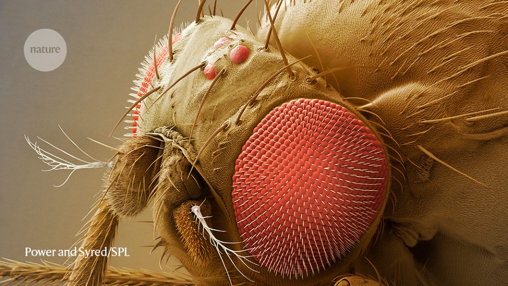 Everything You Need To Know About The Elusive Fruit Fly