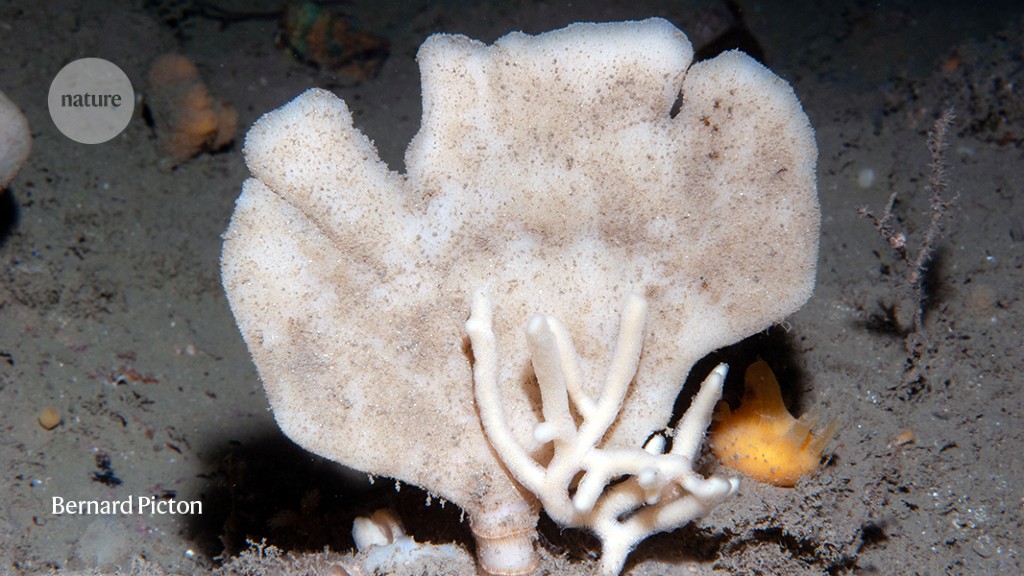 The DNA in a sea sponge’s pores shows what lives nearby