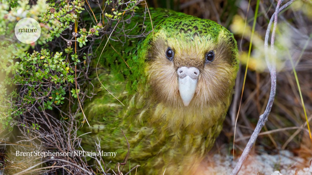 Most rare kākāpō parrots have had their genome sequenced