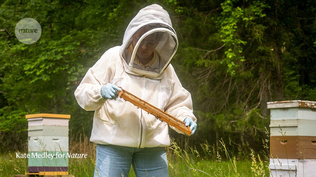 ‘If I drop this, I’ll kill the queen’: how I launched a veterinary practice for bees