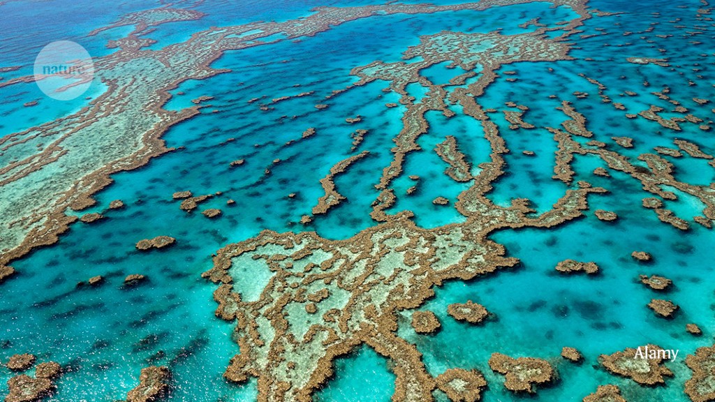 A thriller supply of air pollution fouling the Nice Barrier Reef is located finally