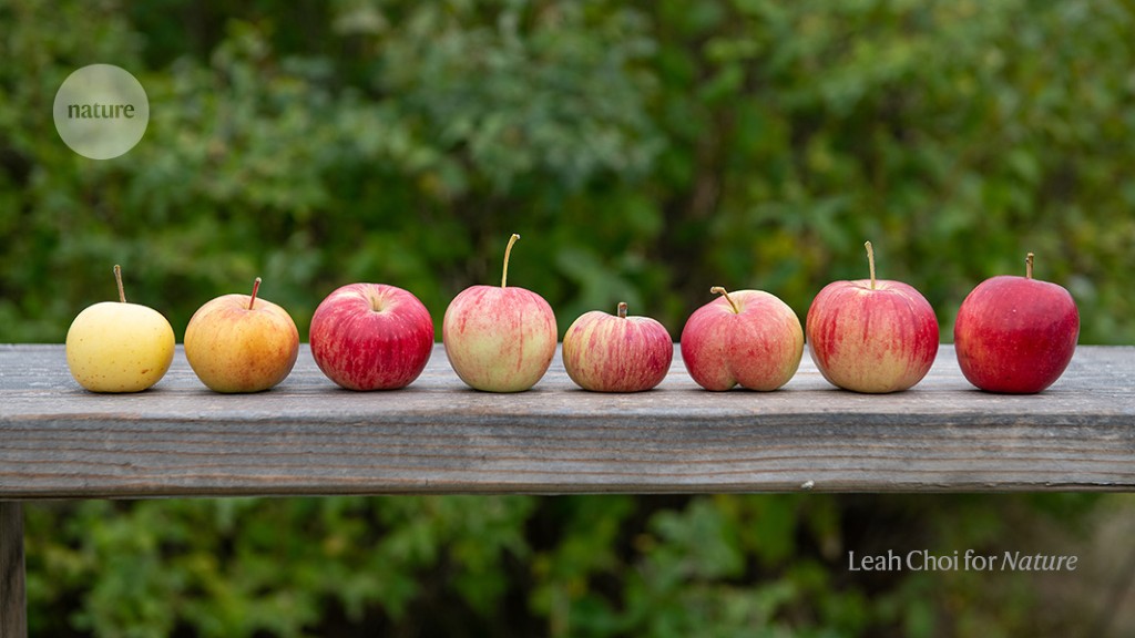 Red-fleshed: The science behind an uncommon apple breed - Fruit