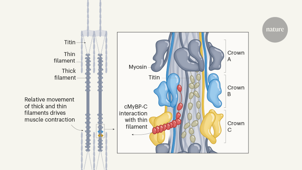 Getting to the heart of thick-filament structure