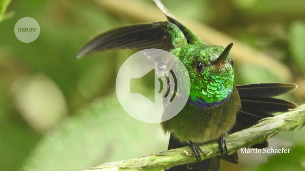 Sounds of recovery: AI helps monitor wildlife during forest restoration - Nature.com