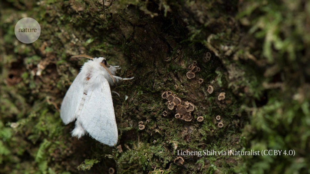  lycaenid lycaenid butterfly cabbage butterfly leafhopper lacewing lacewing fly-0