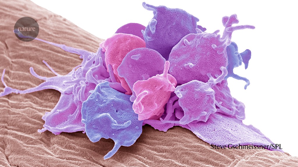 Mini-vetdeeltjes helpen bloedplaatjes om te zetten in eiwitfabriekjes