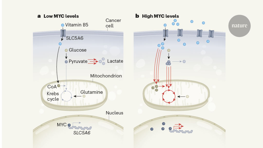 MYC Protein Helps Cancer To Take Its Vitamins