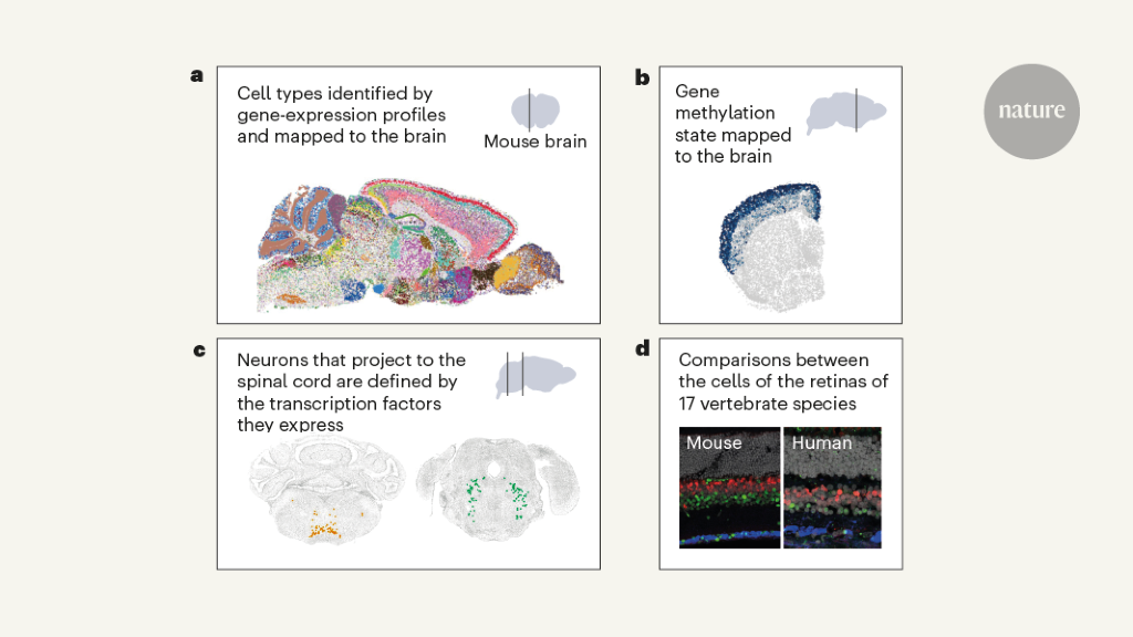 Cellular atlases of the entire mouse brain