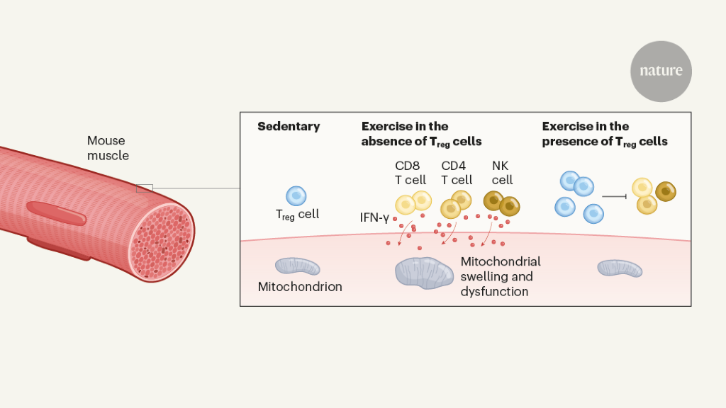 Muscle immune cells protect mitochondrial organelles during exercise