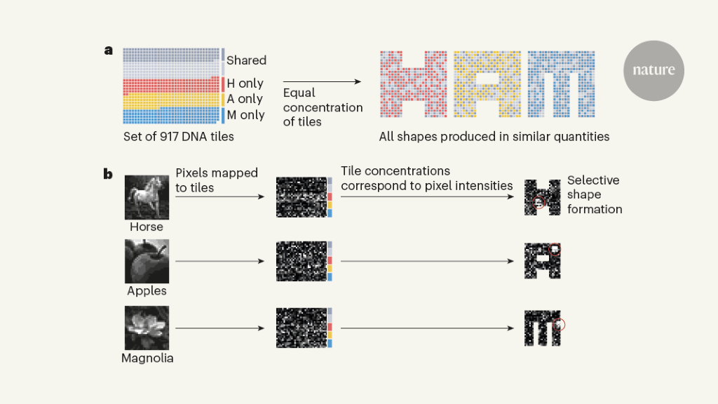 Zelfassemblerend DNA herkent patronen
